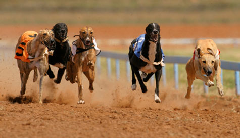 greyhound racing stag do