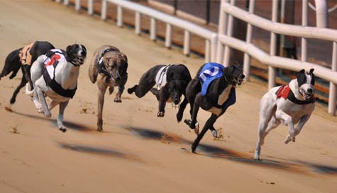 greyhound racing stag do