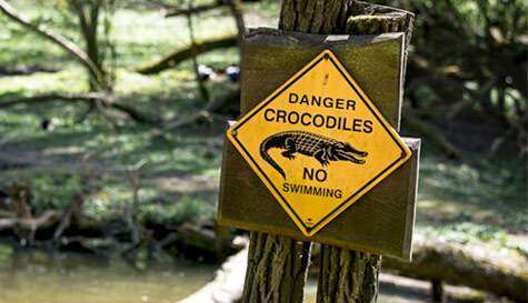 Croc wrestling