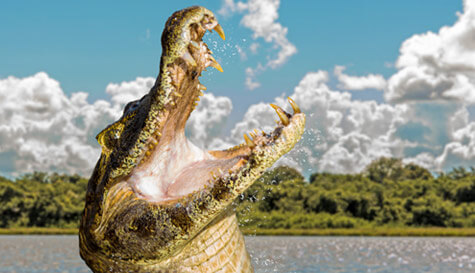Croc wrestling