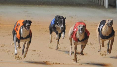 greyhound racing stag do