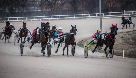 horse racing stag do