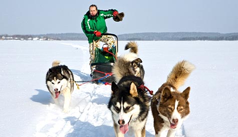 husky dog sledding