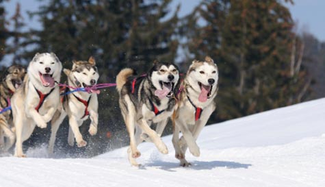 husky dog sledding stag do