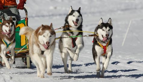 husky dog sledding stag do