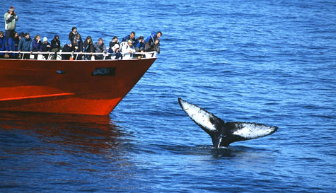 whale watching stag do