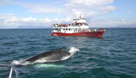 whale watching stag do