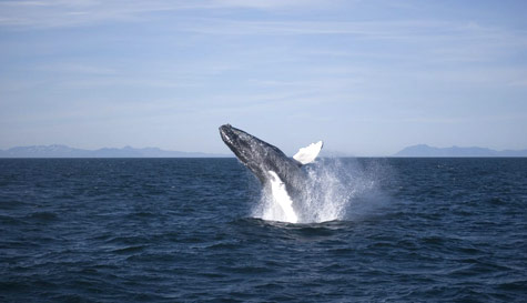 whale watching stag do